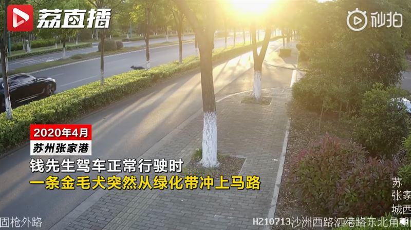 愛狗遭撞慘死卻是飼主賠　關鍵原因曝