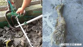 彰化蛇闖農舍生吞小雞／蕭先生授權提供