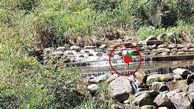 ▲仁愛橋下男子脫光下水（圖／當事人授權提供）