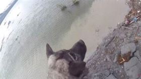 ▲挪威獵麋犬被救起。（圖／翻攝自推特）