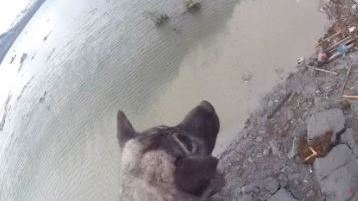 目睹陸沉走山　挪威獵麋犬無言以對
