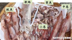 頭足類（新北市漁業處提供）