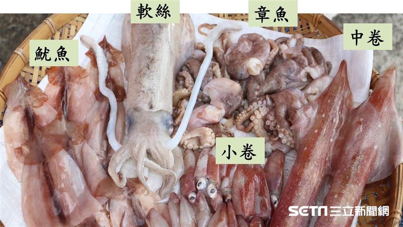 魷魚、花枝、小卷、軟絲…你會區分？