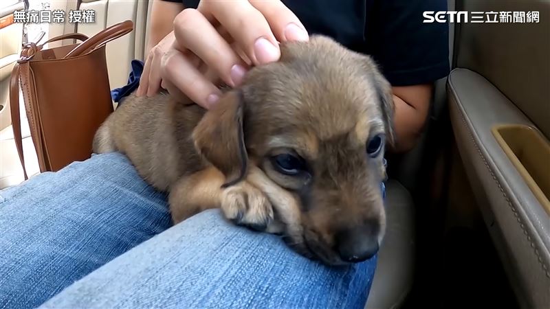澎湖遊玩遇浪犬　他霸氣收編感動網友