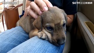 澎湖遊玩遇浪犬　他霸氣收編感動網友