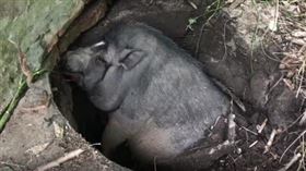 ▲寵物母豬掉進大坑內。（圖／翻攝自推特）