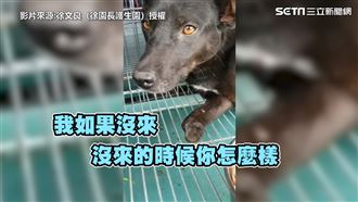 狗媽媽即將臨盆　趴地乞食遭人類驅離
