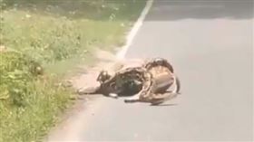 鹿,蟒蛇,巨蟒,食物鏈,大自然,拯救(圖/翻攝自@_VineetVashist
推特