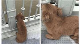 大陸,武漢,橋,狗,感動（圖／翻攝自梨視頻）