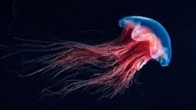 ▲水下500英尺的生物。（圖／翻攝自IG）