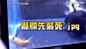 ▲一旁的垃圾魚目睹一切，嚇地縮在角落。（圖／AP/Jukin Media授權）