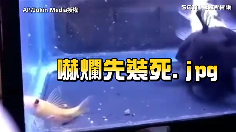 水族箱3魚共生　下秒遭「牠」活吞！