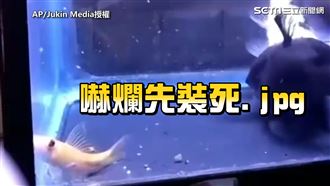 水族箱3魚共生　下秒遭「牠」活吞！
