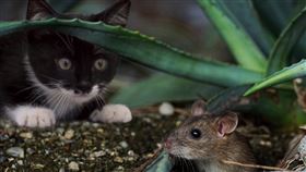 貓抓老鼠，貓咪，老鼠（示意圖／翻攝自Pixabay）