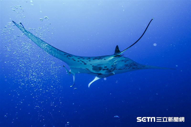 鯨鯊 鬼蝠魟屬 正式列保育類 持有相關產品快登記 生活 三立新聞網setn Com