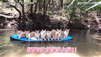 八柯基爽玩獨木舟　Q萌樣一秒融化網