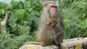 ▲台灣獼猴（圖／翻攝自pixabay）