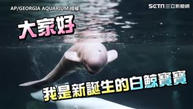 ▲小白鯨初登場。（圖／AP/GEORGIA AQUARIUM 授權）