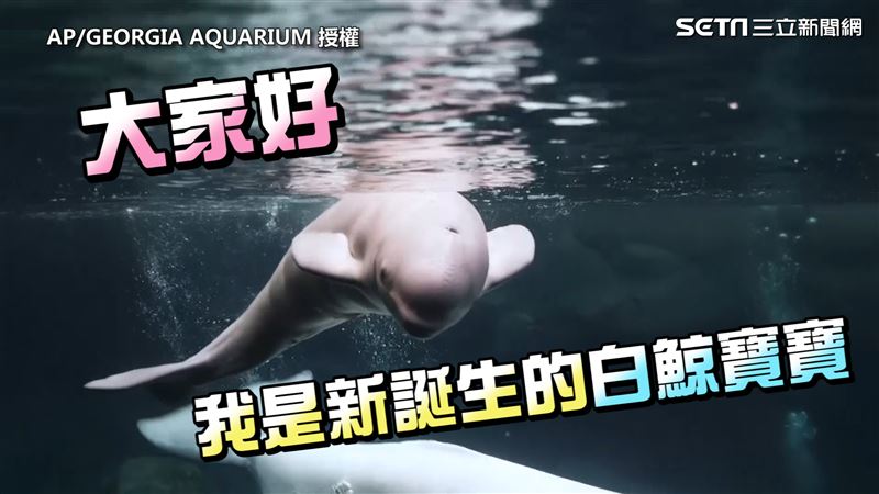 喬治亞白鯨寶寶誕生　生產過程超感人