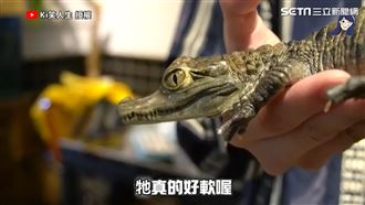 另類複合式咖啡廳　鱷魚陪你喝咖啡