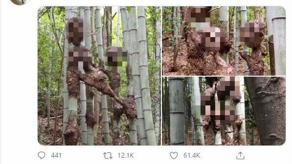 竹子長出人臉　頭皮發麻的詭異景象