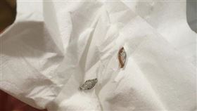 房間,蟲,蟲蛹,衣蛾,潮濕,環境（圖／翻攝自PTT）