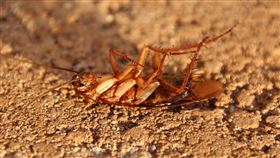 ▲蟑螂（圖／翻攝自Pixabay）