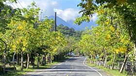 花蓮193縣道阿勃勒盛開花蓮縣玉里鎮縣道193南段，道路兩旁種植整排的阿勃勒行道樹，目前正值盛開期，一片金黃。中央社記者李先鳳攝　109年6月9日