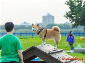 公寓大廈住戶飼養寵物者，請注意勿妨礙公共衛生、公共安寧及公共安全！（圖／資料照）