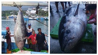 破紀錄！巨無霸「黑鮪魚」395公斤