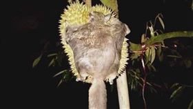 （圖／翻攝自Anh Đăng Official臉書）榴槤,飛鼠,泰國