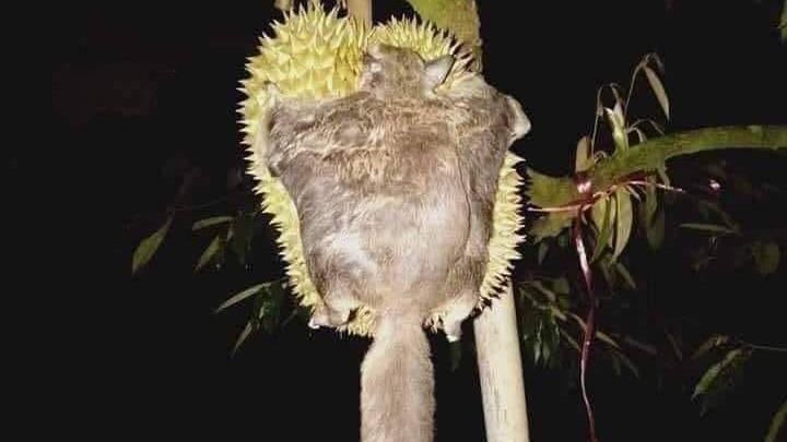網傳飛鼠撞榴槤慘死　果農揭真相傻了