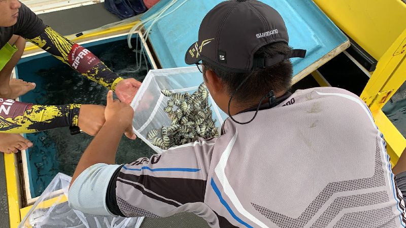 條石鯛與馬糞海膽　南方四島海域放流