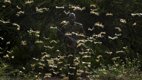 專家警告，蝗蟲大軍來勢洶洶，新一波沙漠蝗災恐席捲非洲、亞洲及中東部分地區。圖為2月1日肯亞護林員遭蝗蟲包圍。（圖／美聯社／達志影像）