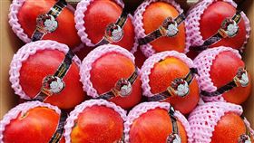 愛文芒果豐收　屏縣啟動加工調節市場供需屏東愛文芒果今年大豐收，屏東縣政府除了拓展內外銷通路外，9日也宣布即日起啟動次級品加工，希望能有效調節市場供需。中央社記者郭芷瑄攝　109年6月9日