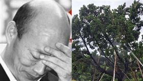 韓國瑜,廖大乙,龍柏,罷免,李佳芬