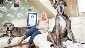 寵物,大丹犬,金氏世界紀錄,英國,狗狗,長壽（圖／翻攝自IG @
freddygreatdane）