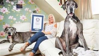 世界最高大丹犬　又創這項金氏紀錄