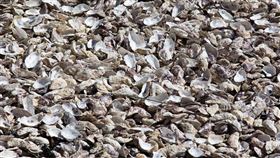 蚵殼,世界海洋日,海洋,衣十五,環保,商務襯衫(衣十五提供)