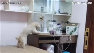 汪星人超獨立　鋪床開電扇關燈全都會