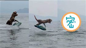 恐龍,海邊,水上摩托車,特技