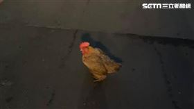 信義區有母雞嚇到噴蛋。（圖／當事人授權提供）