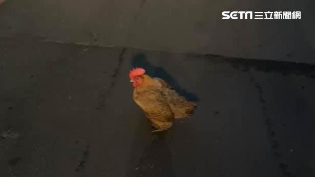 北市驚見母雞亂竄　牠下秒做這網傻眼