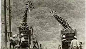 網友　＋COOKYHSU提供