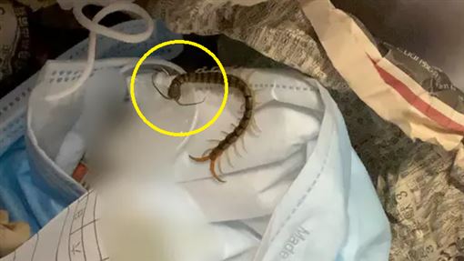 妙齡女保險套用完丟垃圾桶蜈蚣竟聞香而來吃 Xx 生活 三立新聞網setn Com