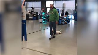 懶癌汪星人　出門地上趴回家躺沙發