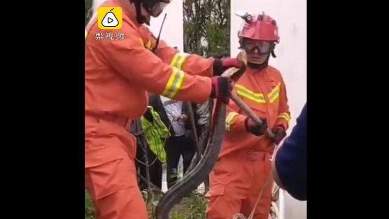 警消抓蛇勤務　蟒蛇竟變3米眼鏡王蛇