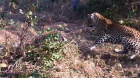 非洲,花豹,巨蟒,非洲岩蟒,母豹（圖／翻攝自YouTube）