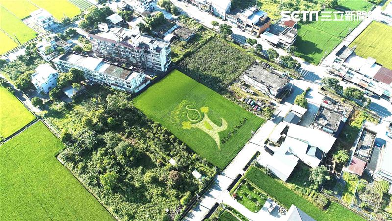 三星稻田為台灣加油　她用平板手繪的