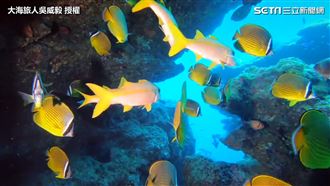 綠島絕美海域　被熱帶魚圍繞超享受！